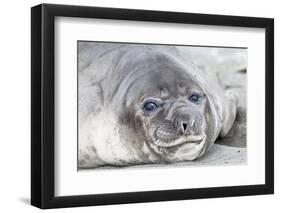 Southern Ocean, South Georgia. Headshot of an elephant seal weaner.-Ellen Goff-Framed Photographic Print