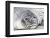 Southern Ocean, South Georgia. Headshot of an elephant seal weaner.-Ellen Goff-Framed Photographic Print