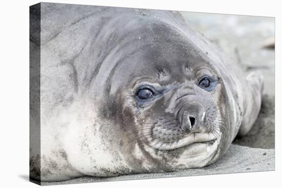 Southern Ocean, South Georgia. Headshot of an elephant seal weaner.-Ellen Goff-Stretched Canvas