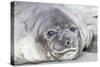 Southern Ocean, South Georgia. Headshot of an elephant seal weaner.-Ellen Goff-Stretched Canvas