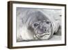 Southern Ocean, South Georgia. Headshot of an elephant seal weaner.-Ellen Goff-Framed Photographic Print