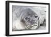 Southern Ocean, South Georgia. Headshot of an elephant seal weaner.-Ellen Goff-Framed Photographic Print