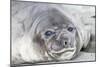 Southern Ocean, South Georgia. Headshot of an elephant seal weaner.-Ellen Goff-Mounted Photographic Print