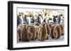 Southern Ocean, South Georgia. King penguin chicks stand together with adults in the background.-Ellen Goff-Framed Photographic Print