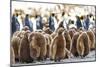 Southern Ocean, South Georgia. King penguin chicks stand together with adults in the background.-Ellen Goff-Mounted Photographic Print