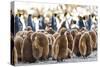 Southern Ocean, South Georgia. King penguin chicks stand together with adults in the background.-Ellen Goff-Stretched Canvas