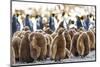 Southern Ocean, South Georgia. King penguin chicks stand together with adults in the background.-Ellen Goff-Mounted Photographic Print