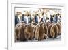 Southern Ocean, South Georgia. King penguin chicks stand together with adults in the background.-Ellen Goff-Framed Photographic Print