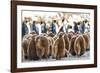 Southern Ocean, South Georgia. King penguin chicks stand together with adults in the background.-Ellen Goff-Framed Photographic Print