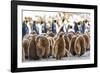 Southern Ocean, South Georgia. King penguin chicks stand together with adults in the background.-Ellen Goff-Framed Photographic Print