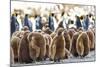 Southern Ocean, South Georgia. King penguin chicks stand together with adults in the background.-Ellen Goff-Mounted Photographic Print