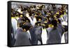 Southern Ocean, South Georgia. Picture of a group of king penguins.-Ellen Goff-Framed Stretched Canvas