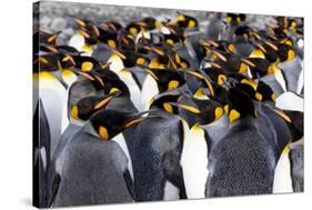 Southern Ocean, South Georgia. Picture of a group of king penguins.-Ellen Goff-Stretched Canvas