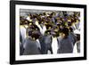 Southern Ocean, South Georgia. Picture of a group of king penguins.-Ellen Goff-Framed Photographic Print