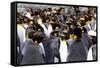 Southern Ocean, South Georgia. Picture of a group of king penguins.-Ellen Goff-Framed Stretched Canvas