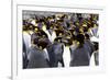 Southern Ocean, South Georgia. Picture of a group of king penguins.-Ellen Goff-Framed Photographic Print