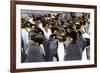 Southern Ocean, South Georgia. Picture of a group of king penguins.-Ellen Goff-Framed Photographic Print