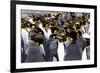 Southern Ocean, South Georgia. Picture of a group of king penguins.-Ellen Goff-Framed Photographic Print