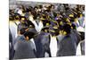 Southern Ocean, South Georgia. Picture of a group of king penguins.-Ellen Goff-Mounted Photographic Print