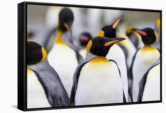 Southern Ocean, South Georgia. Portrait of a king penguin among other adults.-Ellen Goff-Framed Stretched Canvas