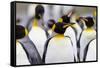 Southern Ocean, South Georgia. Portrait of a king penguin among other adults.-Ellen Goff-Framed Stretched Canvas