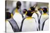 Southern Ocean, South Georgia. Portrait of a king penguin among other adults.-Ellen Goff-Stretched Canvas