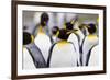 Southern Ocean, South Georgia. Portrait of a king penguin among other adults.-Ellen Goff-Framed Photographic Print