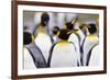 Southern Ocean, South Georgia. Portrait of a king penguin among other adults.-Ellen Goff-Framed Photographic Print