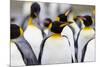 Southern Ocean, South Georgia. Portrait of a king penguin among other adults.-Ellen Goff-Mounted Photographic Print