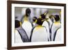 Southern Ocean, South Georgia. Portrait of a king penguin among other adults.-Ellen Goff-Framed Photographic Print