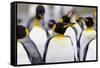 Southern Ocean, South Georgia. Portrait of a king penguin among other adults.-Ellen Goff-Framed Stretched Canvas