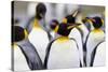 Southern Ocean, South Georgia. Portrait of a king penguin among other adults.-Ellen Goff-Stretched Canvas