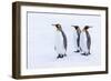 Southern Ocean, South Georgia. Portrait of king penguins in the snow.-Ellen Goff-Framed Photographic Print