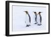 Southern Ocean, South Georgia. Portrait of king penguins in the snow.-Ellen Goff-Framed Photographic Print