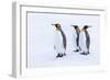 Southern Ocean, South Georgia. Portrait of king penguins in the snow.-Ellen Goff-Framed Photographic Print