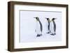 Southern Ocean, South Georgia. Portrait of king penguins in the snow.-Ellen Goff-Framed Photographic Print