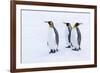 Southern Ocean, South Georgia. Portrait of king penguins in the snow.-Ellen Goff-Framed Photographic Print