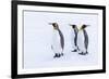 Southern Ocean, South Georgia. Portrait of king penguins in the snow.-Ellen Goff-Framed Photographic Print