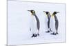 Southern Ocean, South Georgia. Portrait of king penguins in the snow.-Ellen Goff-Mounted Photographic Print