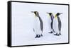 Southern Ocean, South Georgia. Portrait of king penguins in the snow.-Ellen Goff-Framed Stretched Canvas