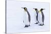Southern Ocean, South Georgia. Portrait of king penguins in the snow.-Ellen Goff-Stretched Canvas