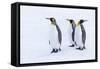 Southern Ocean, South Georgia. Portrait of king penguins in the snow.-Ellen Goff-Framed Stretched Canvas