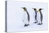 Southern Ocean, South Georgia. Portrait of king penguins in the snow.-Ellen Goff-Stretched Canvas