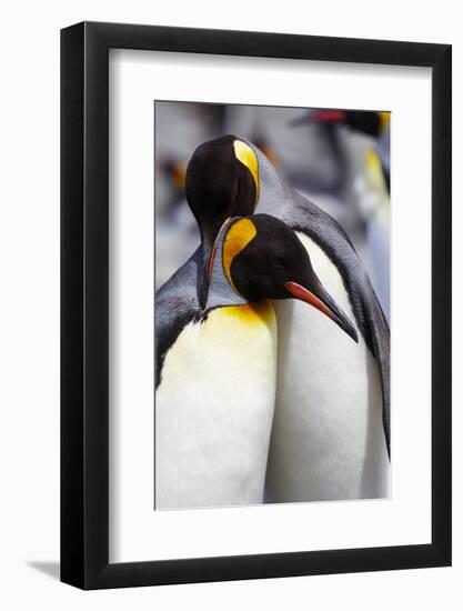Southern Ocean, South Georgia. Portrait of two adults exhibiting courting behavior.-Ellen Goff-Framed Photographic Print