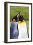 Southern Ocean, South Georgia. Portrait of two courting king penguins.-Ellen Goff-Framed Photographic Print