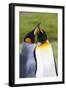 Southern Ocean, South Georgia. Portrait of two courting king penguins.-Ellen Goff-Framed Photographic Print