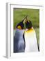 Southern Ocean, South Georgia. Portrait of two courting king penguins.-Ellen Goff-Framed Photographic Print