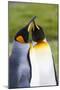 Southern Ocean, South Georgia. Portrait of two courting king penguins.-Ellen Goff-Mounted Photographic Print