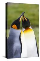 Southern Ocean, South Georgia. Portrait of two courting king penguins.-Ellen Goff-Stretched Canvas