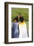 Southern Ocean, South Georgia. Portrait of two courting king penguins.-Ellen Goff-Framed Photographic Print